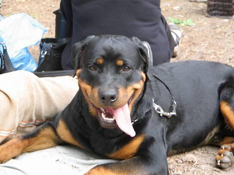 Rottweiler Nuance`s Enzo - Familie skovtur i september. billede 20