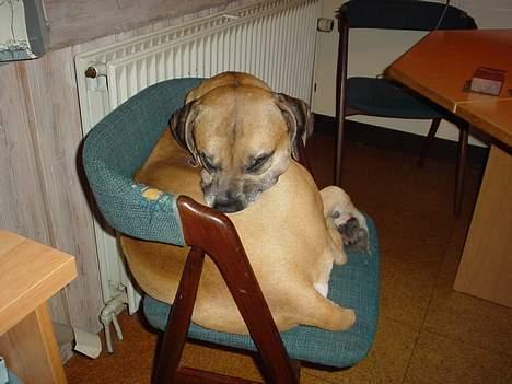 Amerikansk bulldog King - jeg er ikke større end et hamster billede 7