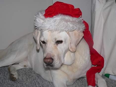 Labrador retriever Simba - død. 27/05-06 billede 20