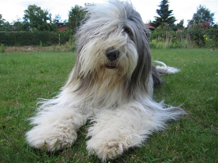 Bearded collie Kenzo billede 1