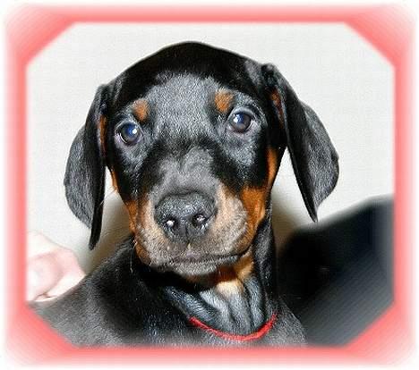 Dobermann Celine (Cille) billede 1