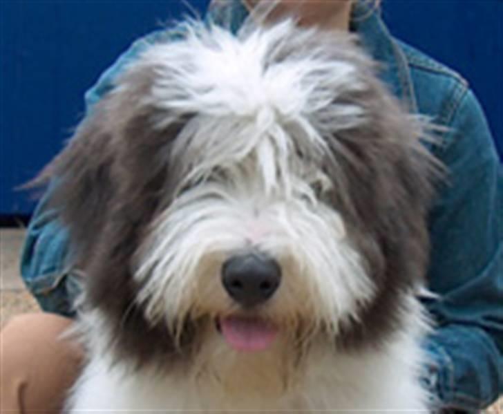 Bearded collie Kenzo billede 2