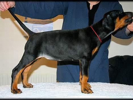 Dobermann Celine (Cille) - gi´ mig så den godbid! billede 2