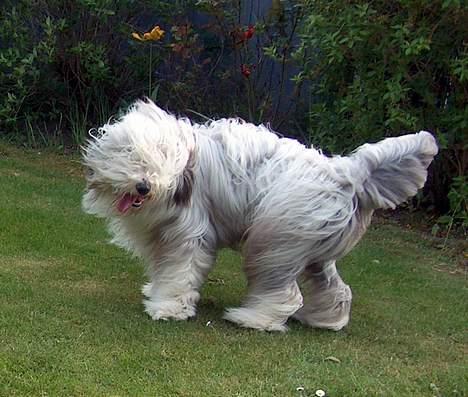 Bearded collie Kenzo billede 3