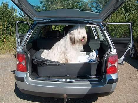 Bearded collie Kenzo billede 4