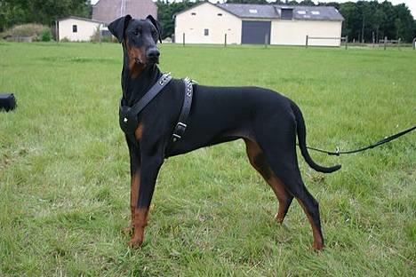 Dobermann Celine (Cille) - Se hvor fint jeg kan stå!  (HvalpeTræf 18/9-05) billede 3