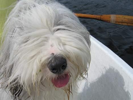 Bearded collie Kenzo billede 5