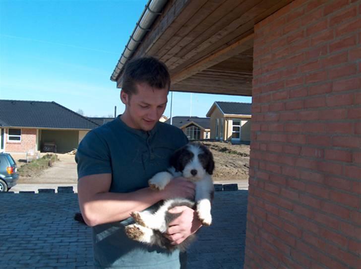 Bearded collie Kenzo billede 6