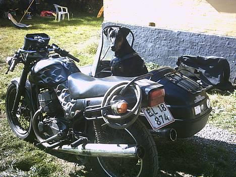 Dobermann Celine (Cille) - KOM SÅ FAR! kører vi ikke snart? billede 4