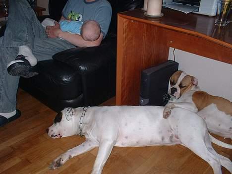 Amerikansk bulldog Eriksson's Chili "Mokka" - Det er så dejligt at sove i ske..... billede 15