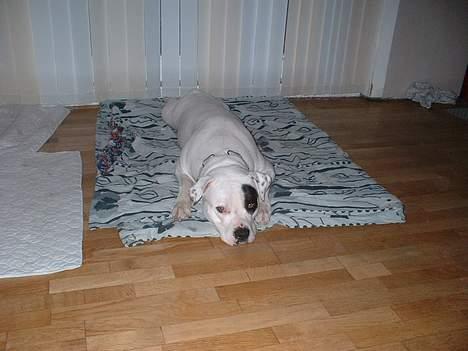 Amerikansk bulldog Eriksson's Chili "Mokka" - Endelig blev MIN dyne fri, så jeg ska fylde det hele! billede 16