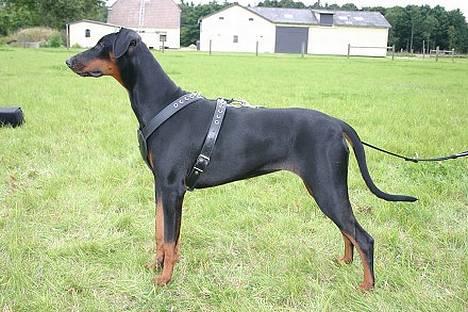 Dobermann Celine (Cille) - gi´ mig så den godbid nu har jeg stået her længe nok c",)  (HvalpeTræf 18/9-05) billede 5