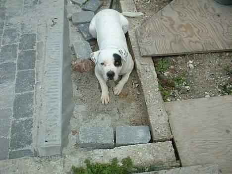 Amerikansk bulldog Eriksson's Chili "Mokka" - Jeg laver ik noget..... billede 17