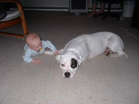 Amerikansk bulldog Eriksson's Chili "Mokka" - Jeg ska passe lidt på "lillebror" billede 18