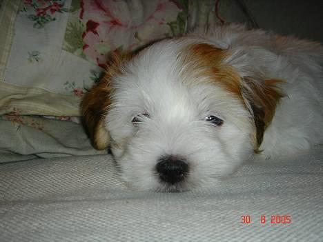 Coton de tulear Shiba billede 12