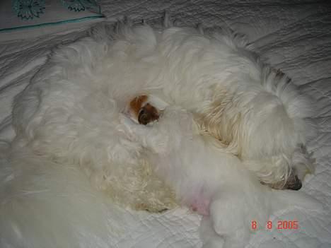 Coton de tulear Shiba billede 13