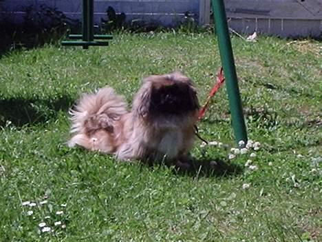 Pekingeser Mille >> Fars Trunte<< billede 1