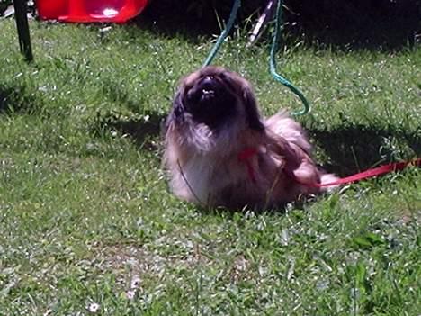 Pekingeser Mille >> Fars Trunte<< billede 2