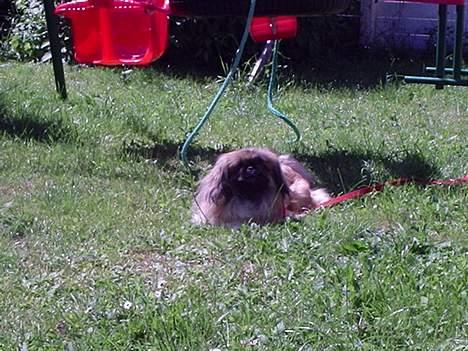 Pekingeser Mille >> Fars Trunte<< billede 3