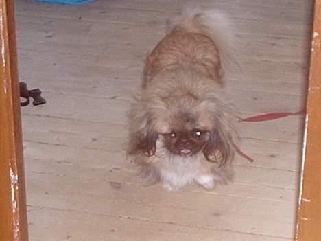 Pekingeser Mille >> Fars Trunte<< billede 4