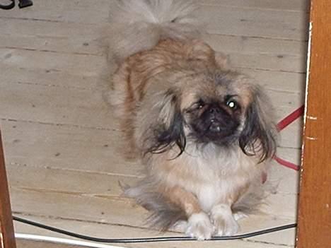 Pekingeser Mille >> Fars Trunte<< billede 5