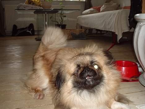 Pekingeser Mille >> Fars Trunte<< billede 6
