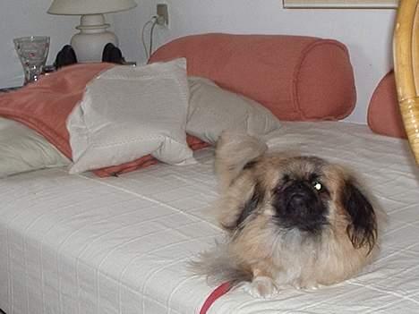 Pekingeser Mille >> Fars Trunte<< billede 7