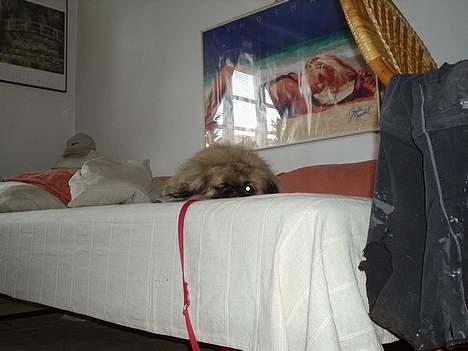 Pekingeser Mille >> Fars Trunte<< billede 8