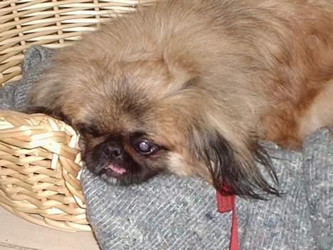 Pekingeser Mille >> Fars Trunte<< billede 9