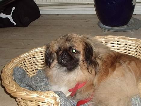 Pekingeser Mille >> Fars Trunte<< billede 10