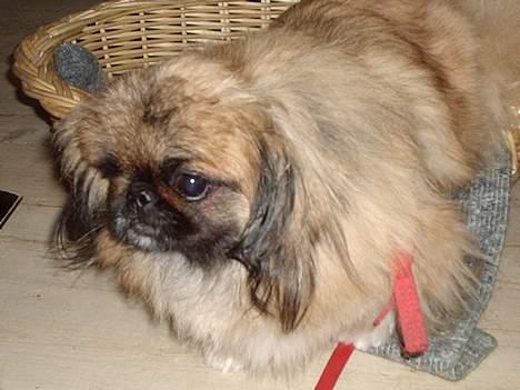 Pekingeser Mille >> Fars Trunte<< billede 11