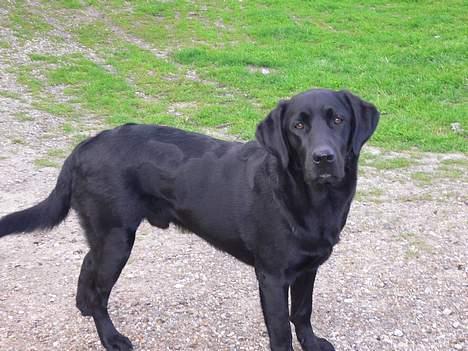 Labrador retriever Cheko billede 9