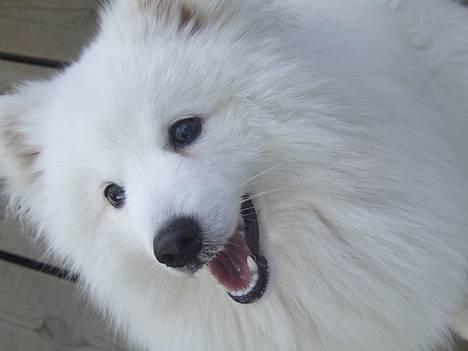 Japansk spids Inu-chibi amazing Kensei  - NYT 10 april billede 4