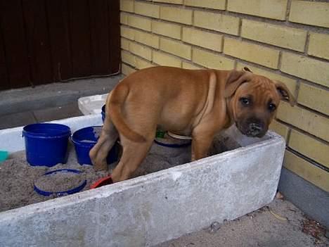 Staffordshire bull terrier Bella - Orrh bare 5 min til... vil ikke ind nu. billede 10