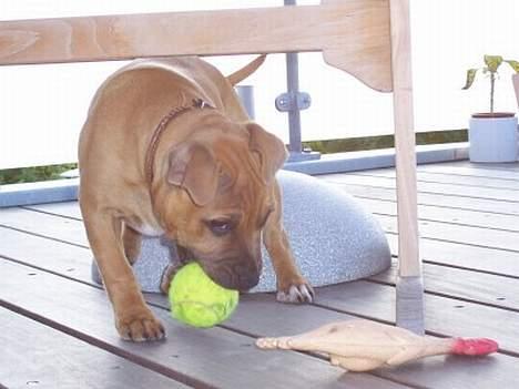 Staffordshire bull terrier Bella - Tennisbold el. kylling, kylling el. tennisbold.. aah ok tennisbold billede 11
