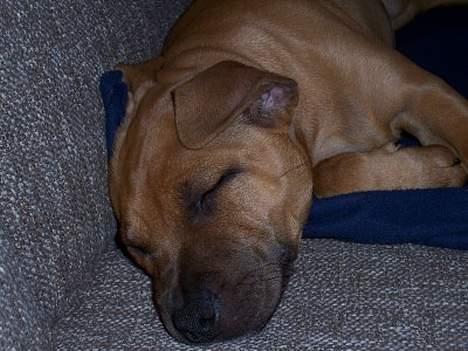 Staffordshire bull terrier Bella - Nu er det ikke vores, men hundens sofa.. billede 12