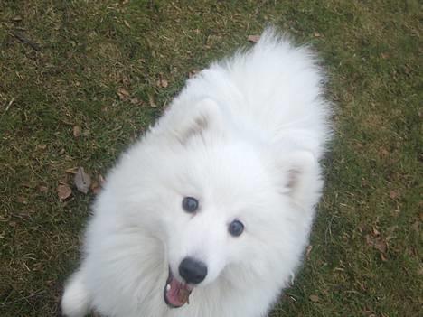 Japansk spids Inu-chibi amazing Kensei  billede 5