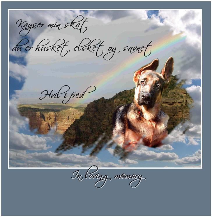 Schæferhund Kayser 30/4 05 - 16/1 06 billede 1