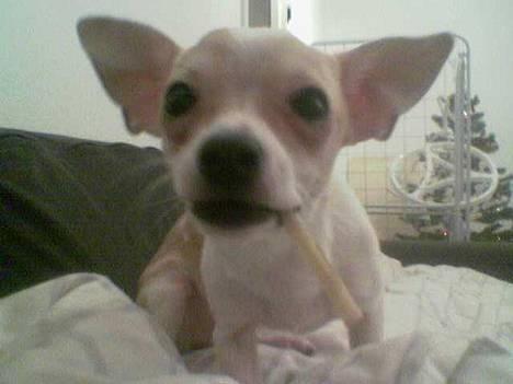 Chihuahua Cirkeline R.I.P. - Hva´ glor du på? billede 1