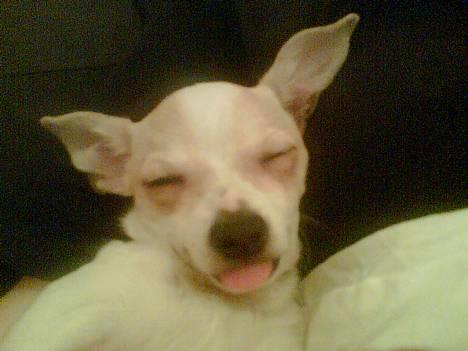 Chihuahua Cirkeline R.I.P. - Jaa... så sover man godt billede 2