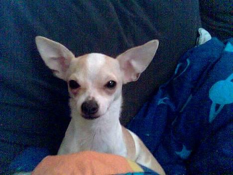 Chihuahua Cirkeline R.I.P. billede 3