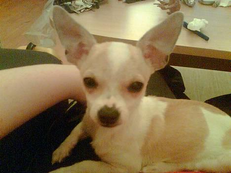 Chihuahua Cirkeline R.I.P. - Store flagermus ører billede 4