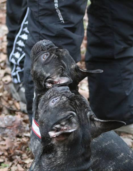 Fransk bulldog Chica - se lige os!! billede 10