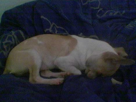 Chihuahua Cirkeline R.I.P. - Jeg ligger som regel altid sjovt når jeg sover :) billede 5