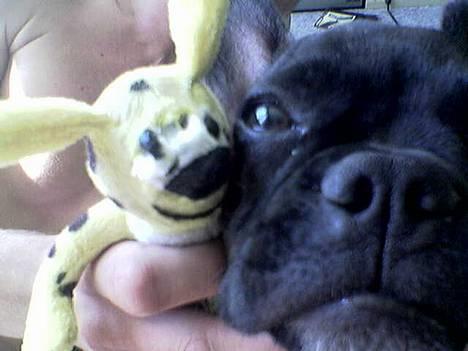 Fransk bulldog Chica - *Grrrrr* billede 11