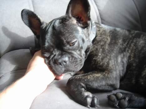 Fransk bulldog Chica - zzzzz billede 12