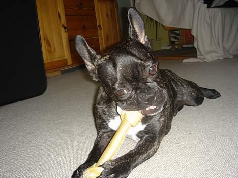 Fransk bulldog Chica - Det MIT kødben....! billede 13