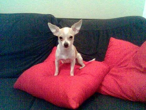 Chihuahua Cirkeline R.I.P. billede 6