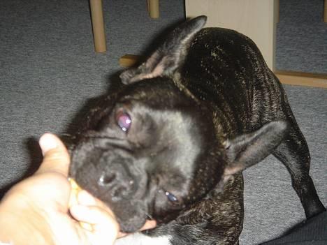 Fransk bulldog Chica - ligner jeg ik bar en rigtig dræberhund nu.... billede 14