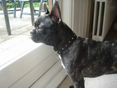 Fransk bulldog Chica - en mittekat!!! billede 15